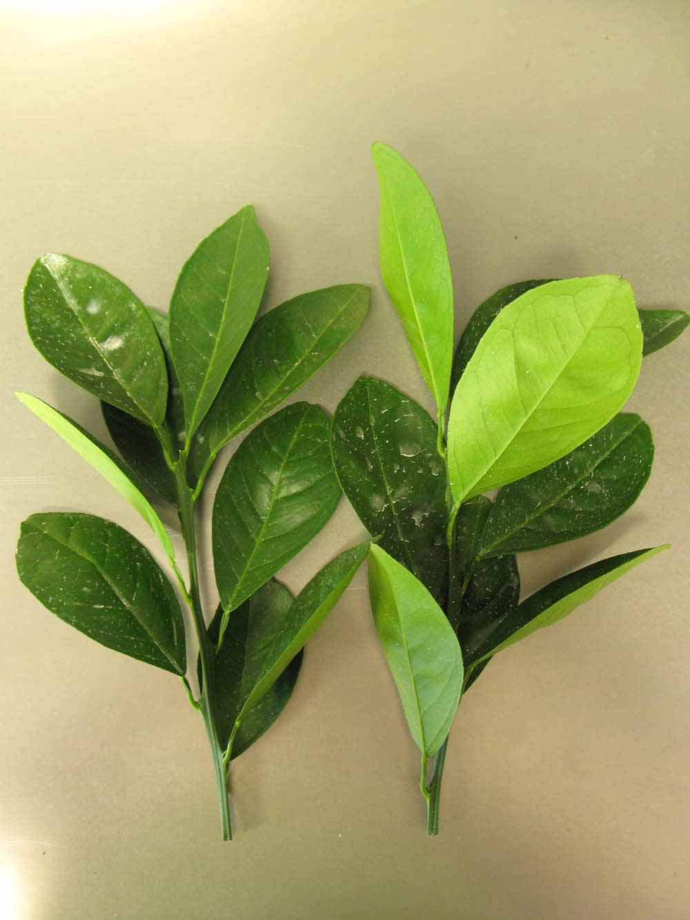            Leaves (Chiefland, FL)   